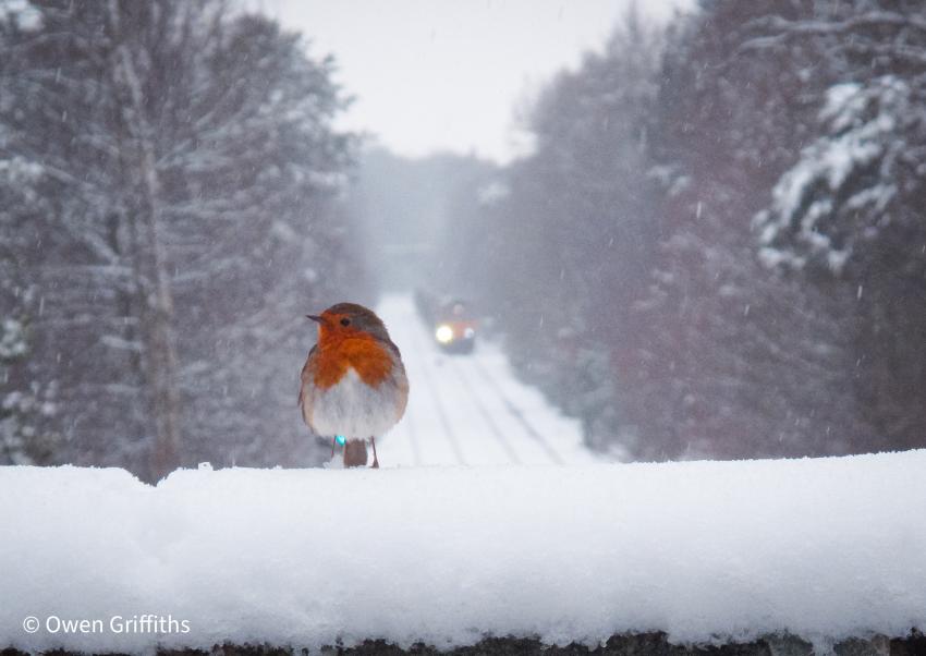 Robin sat on snowy bridge with train in background