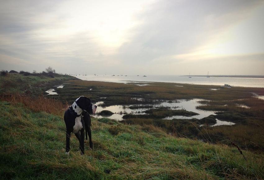 Scenic walks and days out by rail in Essex