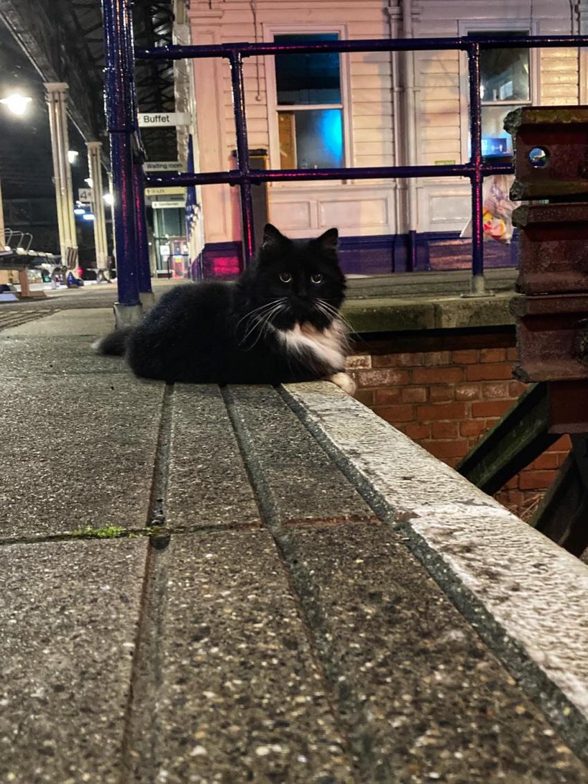 Black & white cat sits by platform
