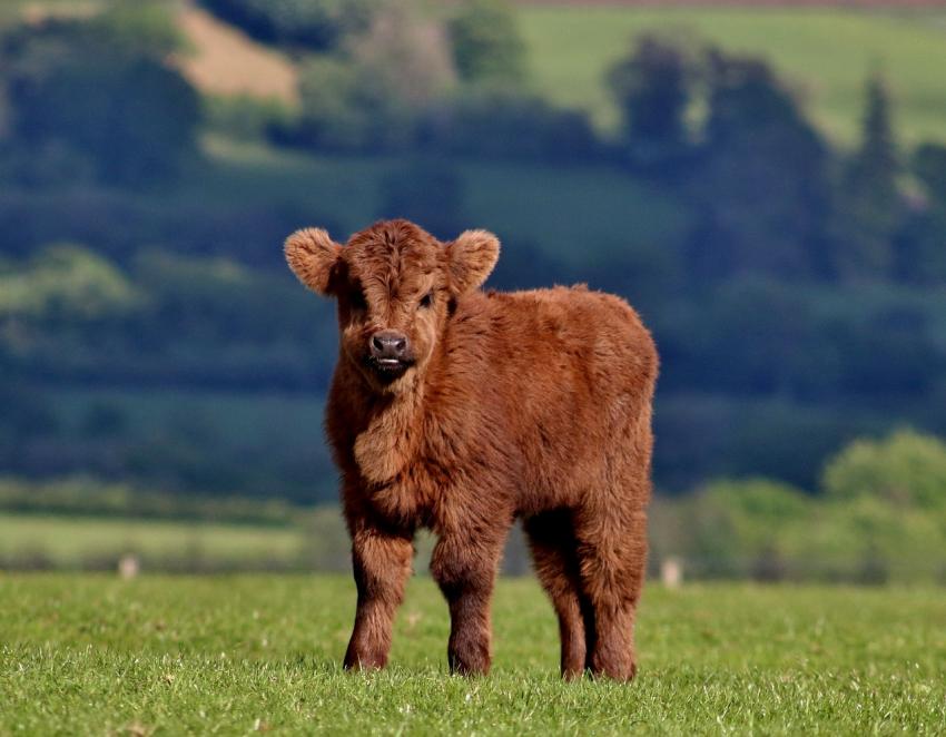 Young highland cow standing in a field looking at the camera