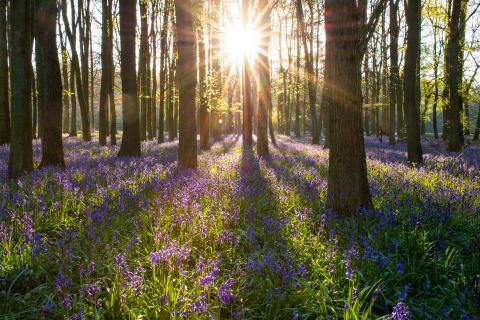 See the Bluebells with days out by rail, things to do in High Weald AONB