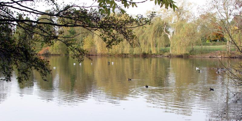Reigate Priory Park pond reflections