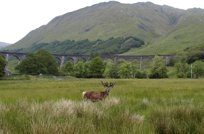 Viaduct with Highland Deer looking at the camera